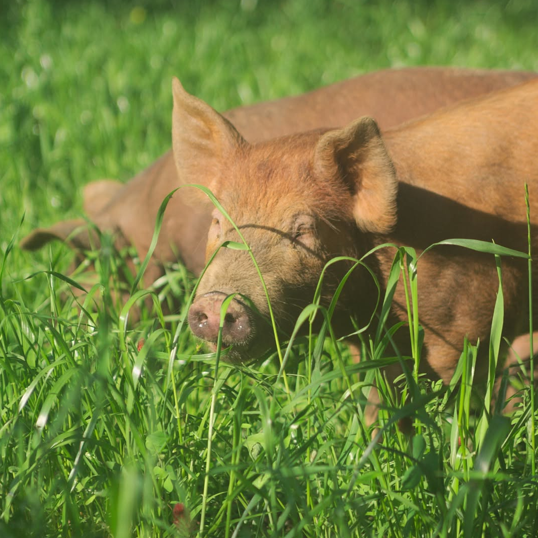 Woodland-Edge Pork